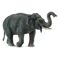 Slon asijský