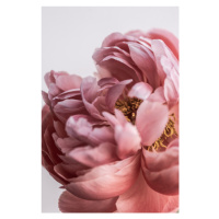 Fotografie Peony, Mareike Bohmer, 26.7 × 40 cm