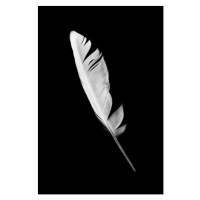 Fotografie Beautiful white feather isolated on black, nadtytok, 26.7 × 40 cm