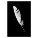 Fotografie Beautiful white feather isolated on black, nadtytok, 26.7 × 40 cm