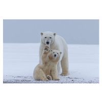 Fotografie Polar bear, Sylvain Cordier, 40 × 26.7 cm