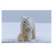 Fotografie Polar bear, Sylvain Cordier, 40 × 26.7 cm