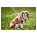 Vsepropejska Dumo postroj pro psa s vodítkem | 26 – 43 cm Barva: Růžová, Obvod hrudníku: 29 - 32