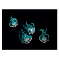 Fotografie Ocean jellyfish, SEAN GLADWELL, 40 × 30 cm