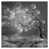 Fotografie The Moon Tree, Christian Marcel, 40 × 40 cm