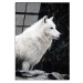 Skleněný obraz 70x100 cm White Wolf – Wallity