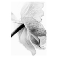 Fotografie Blooming Flower, Magda Izzard, 26.7 × 40 cm