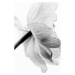 Fotografie Blooming Flower, Magda Izzard, 26.7 × 40 cm