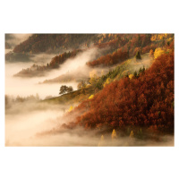Umělecká fotografie November's fog, Bor, (40 x 26.7 cm)
