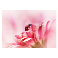Ilustrace Ladybird on Gerbera, Ellen van Deelen, 40x26.7 cm
