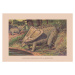 Ilustrace Torosaurus and Monoclonius, Cretaceous period, chromolithograph,, ZU_09, 40 × 26.7 cm