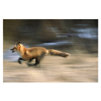 Fotografie red fox, vulpes vulpes, running,  montana, usa, Mike Hill, (40 x 26.7 cm)