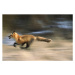 Fotografie red fox, vulpes vulpes, running,  montana, usa, Mike Hill, 40x26.7 cm