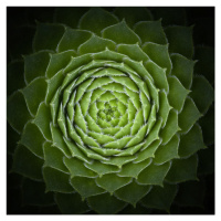 Fotografie Succulent, VictorMozqueda, 40 × 40 cm