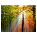 Velkoformátová tapeta Artgeist Beautiful Autumn, 200 x 154 cm