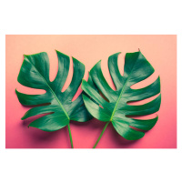 Ilustrace Beautiful monstera leaves  on colorful, HAKINMHAN, 40x26.7 cm