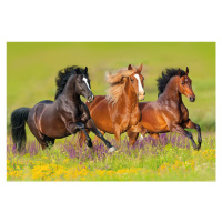 Plakát, Obraz - Horses - Run, (120 x 80 cm)