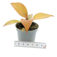 Filodendron 'Orange' květináč 6cm