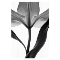 Fotografie monochrome lily, letty17, 26.7 × 40 cm