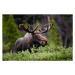 Fotografie A moose moose in the forest,Fort, Hawk Buckman / 500px, 40 × 26.7 cm