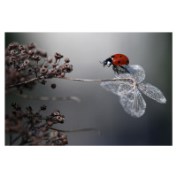 Umělecká fotografie Ladybird on hydrangea., Ellen van Deelen, (40 x 26.7 cm)