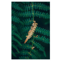 Fotografie One dry fern blade, Javier Pardina, (26.7 x 40 cm)