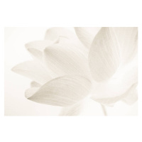 Fotografie sweet color lotus in soft and blur style, number1411, (40 x 26.7 cm)