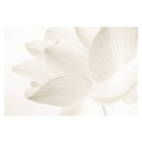 Fotografie sweet color lotus in soft and blur style, number1411, 40 × 26.7 cm