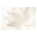 Umělecká fotografie sweet color lotus in soft and blur style, number1411, (40 x 26.7 cm)