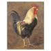 Obrazová reprodukce The Cockerel, 1999, Antonia Myatt, 30 × 40 cm