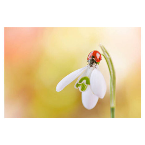 Ilustrace Close-up image of a 7-spot ladybird, Jacky Parker Photography, 40x26.7 cm