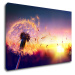 Impresi Obraz Pampeliška se západem slunce - 60 x 40 cm