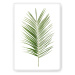Dekoria Plakát Palm Leaf Green, 50 x 70 cm, Vybrat rám: Bílý