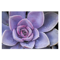 Fotografie Succulent flowerbeds, sultancicekgil, 40 × 26.7 cm