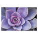 Fotografie Succulent flowerbeds, sultancicekgil, 40 × 26.7 cm