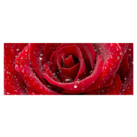 MP-2-0138 Vliesová obrazová panoramatická fototapeta Red Rose + lepidlo Zdarma, velikost 375 x 1