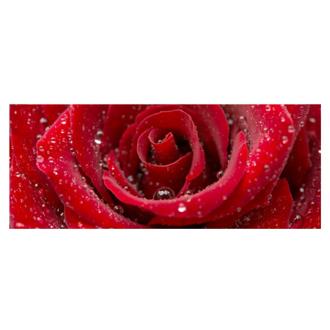 MP-2-0138 Vliesová obrazová panoramatická fototapeta Red Rose + lepidlo Zdarma, velikost 375 x 1 Dimex - ČR