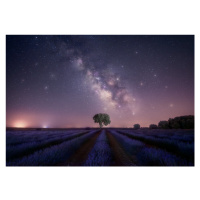 Fotografie Lavender fields nightshot, joanaduenas, (40 x 26.7 cm)