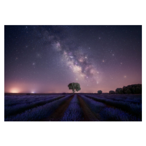 Plakát, Obraz - Lavender fields nightshot, joanaduenas, 40 × 26.7 cm
