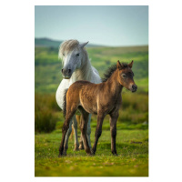 Fotografie Young and adult horse, Roy Anderson, 26.7 × 40 cm