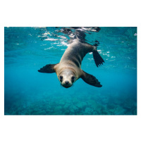 Fotografie Close-up of seal swimming in sea, Grant Thomas / 500px, 40 × 26.7 cm