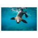 Fotografie Close-up of seal swimming in sea, Grant Thomas / 500px, 40 × 26.7 cm