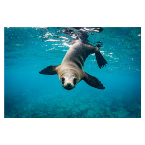 Fotografie Close-up of seal swimming in sea, Grant Thomas / 500px, 40x26.7 cm