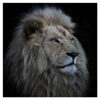 Fotografie Proud Lion, LouiseWolbers, 40 × 40 cm