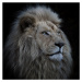 Fotografie Proud Lion, LouiseWolbers, 40 × 40 cm