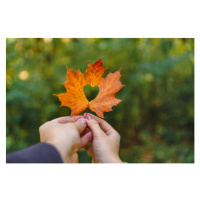 Fotografie yellow maple leaf in hand with heart in the middle, Vera_Petrunina, 40 × 26.7 cm