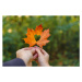 Fotografie yellow maple leaf in hand with heart in the middle, Vera_Petrunina, 40 × 26.7 cm