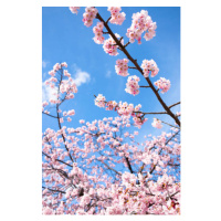 Fotografie Cherry Blossoms, Masahiro Makino, 26.7x40 cm