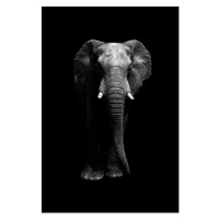 Fotografie Isolated elephant standing looking at camera, Aida Servi, 26.7 × 40 cm