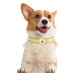 PawView chytrá známka pro psy s držákem na Airtag